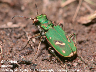  Pterotus obscuripennis