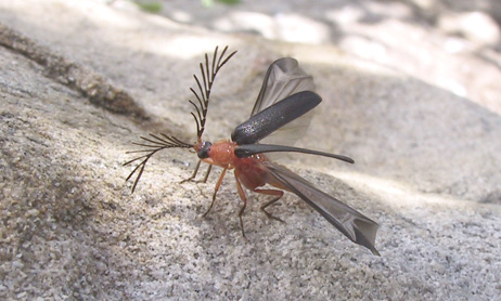  Pterotus obscuripennis