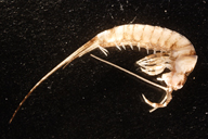 bristle1