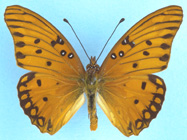 Gulf Fritillary