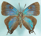 Great Purple Hairstreak