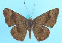 Fatal Metalmark