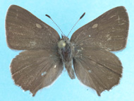 Bramble Hairstreak