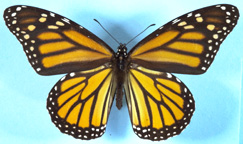 Monarch