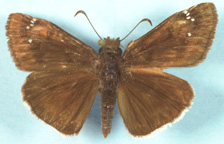 Mournful Duskywing