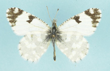 Pearly Marble