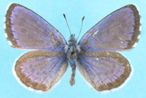 Square-spotted Blue