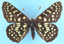 Variable Checkerspot