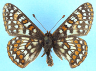 Edith's Checkerspot