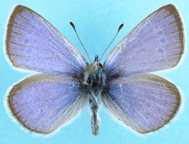 Silvery Blue