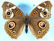 Buckeye