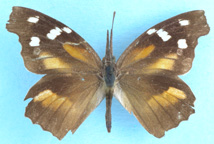 American Snout