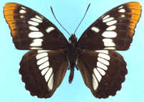 Lorquin's Admiral