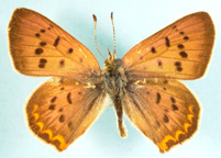 Purplish Copper