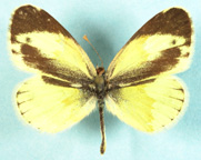 Dainty Sulphur