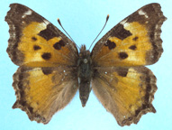 California Tortoiseshell