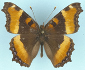 Milbert's Tortoiseshell