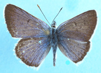 Greenish Blue