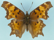 Hoary Comma