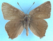 Gold-Hunter's Hairstreak