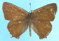 Hedgerow Hairstreak