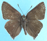 Mountain Mahogany Hairstreak