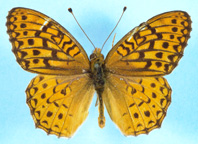 Unsilvered Fritillary