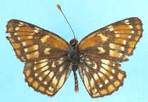 Leanira Checkerspot